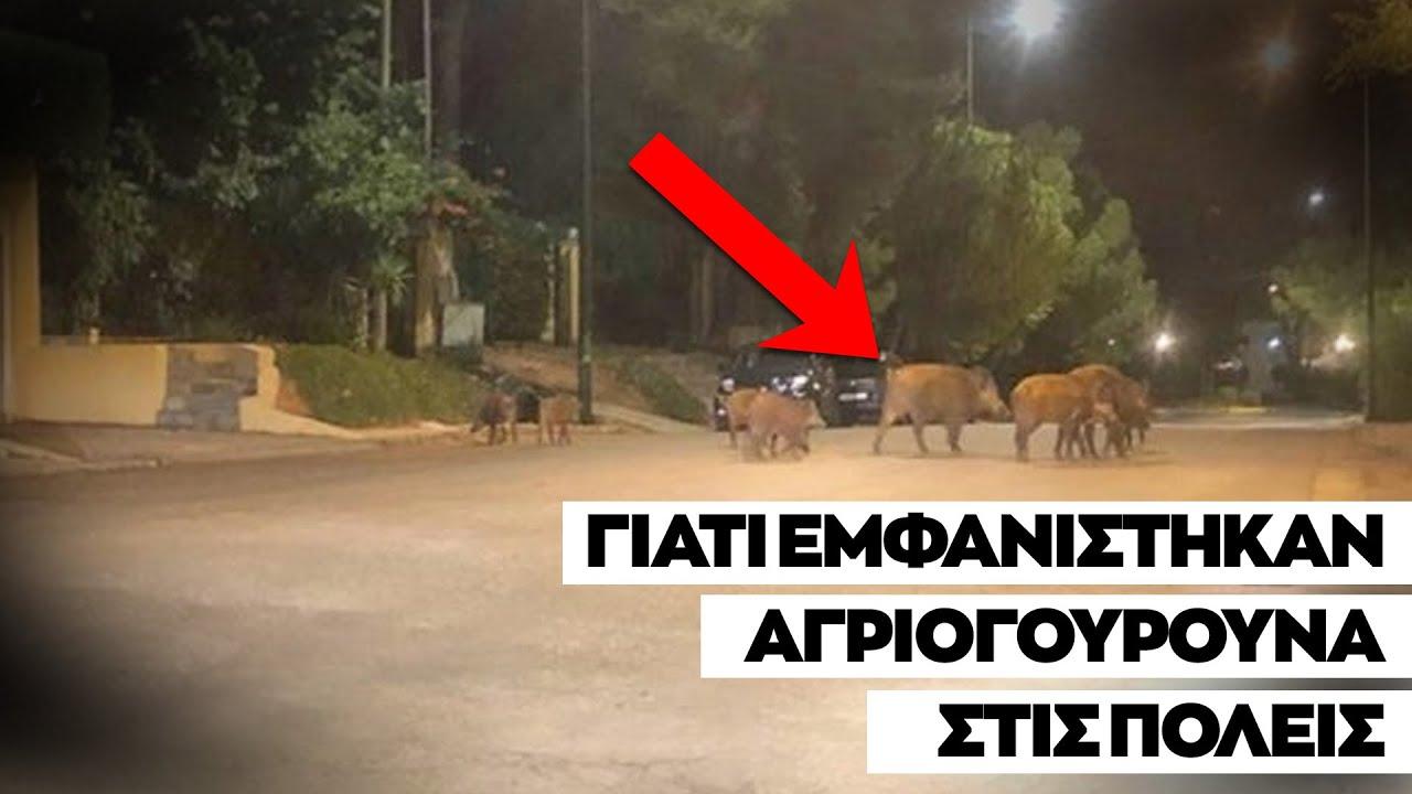 Γιατί εμφανίστηκαν αγριογούρουνα στις πόλεις;